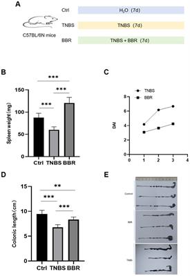 Berberine attenuates TNBS-induced colitis in mice by improving the intestinal microbiota
